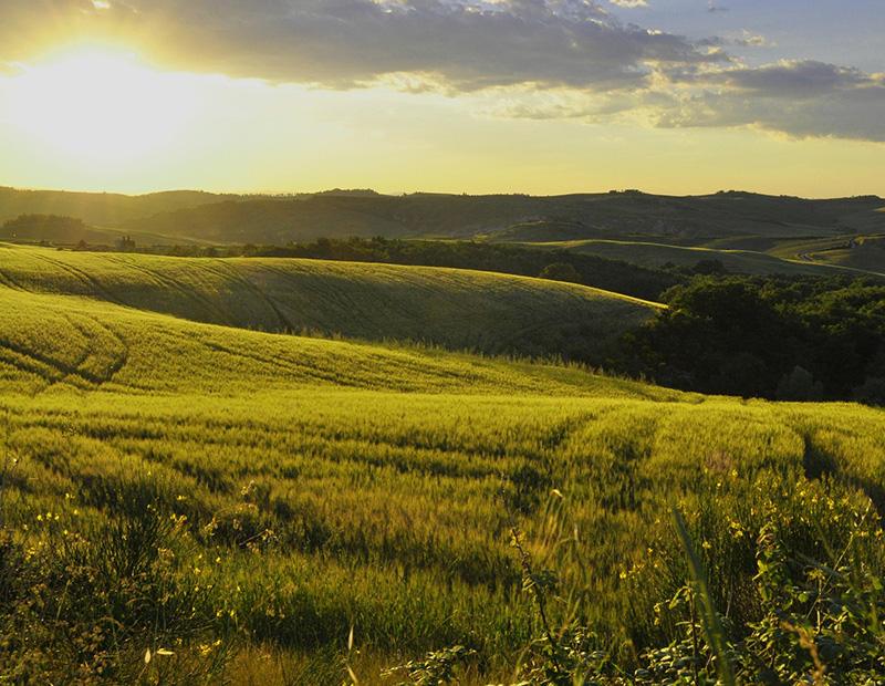 zeleno polje v jutranji luči